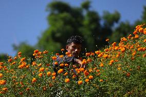 Marigold flowers in full bloom in Nepal ahead of Tihar/ Diwali